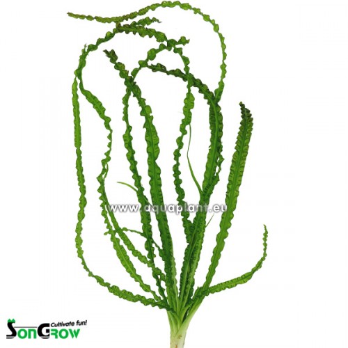 Crinum Calamistratum knol (I)